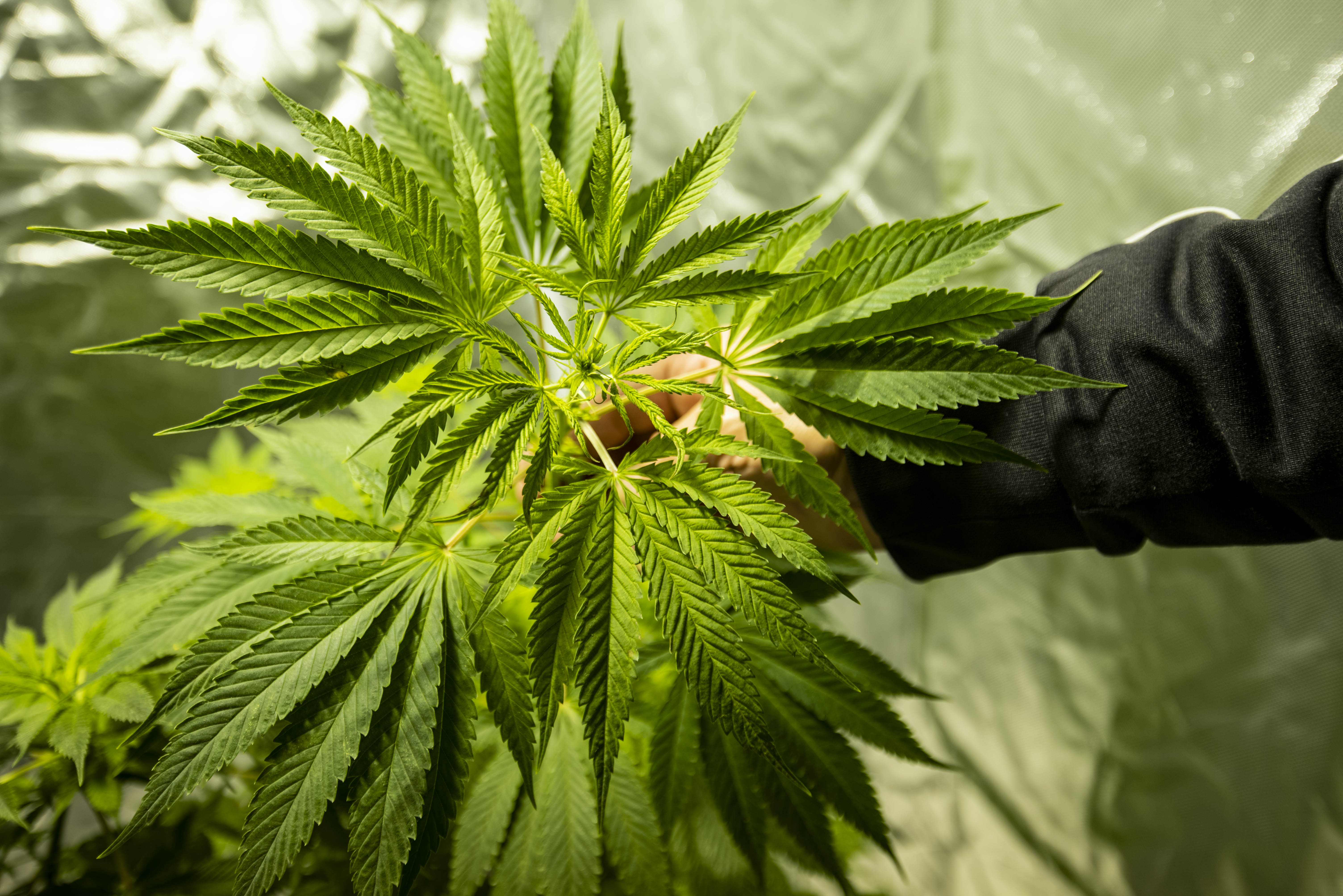 cannabis _ imagoeconomica2021.jpg cannabis _ imagoeconomica2021.jpg