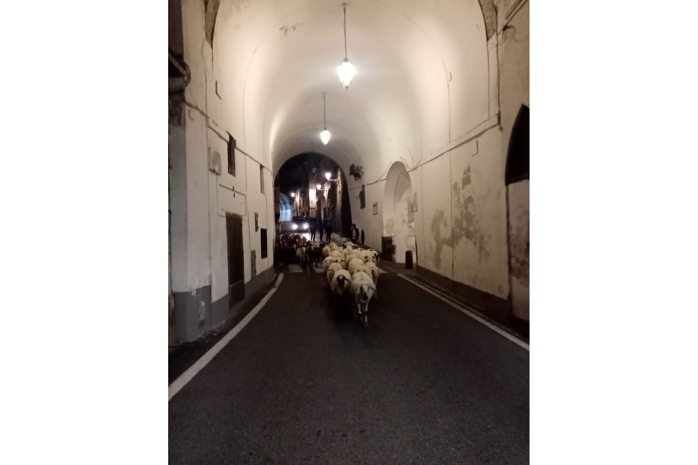 Transumanza costiera Amalfitana (foto Il Quotidiano della Costiera) Transumanza costiera Amalfitana (foto Il Quotidiano della Costiera)
