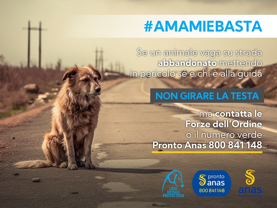 LLNDC-AP---ANAS---#amamiebasta-2023---.jpg LLNDC-AP---ANAS---#amamiebasta-2023---.jpg