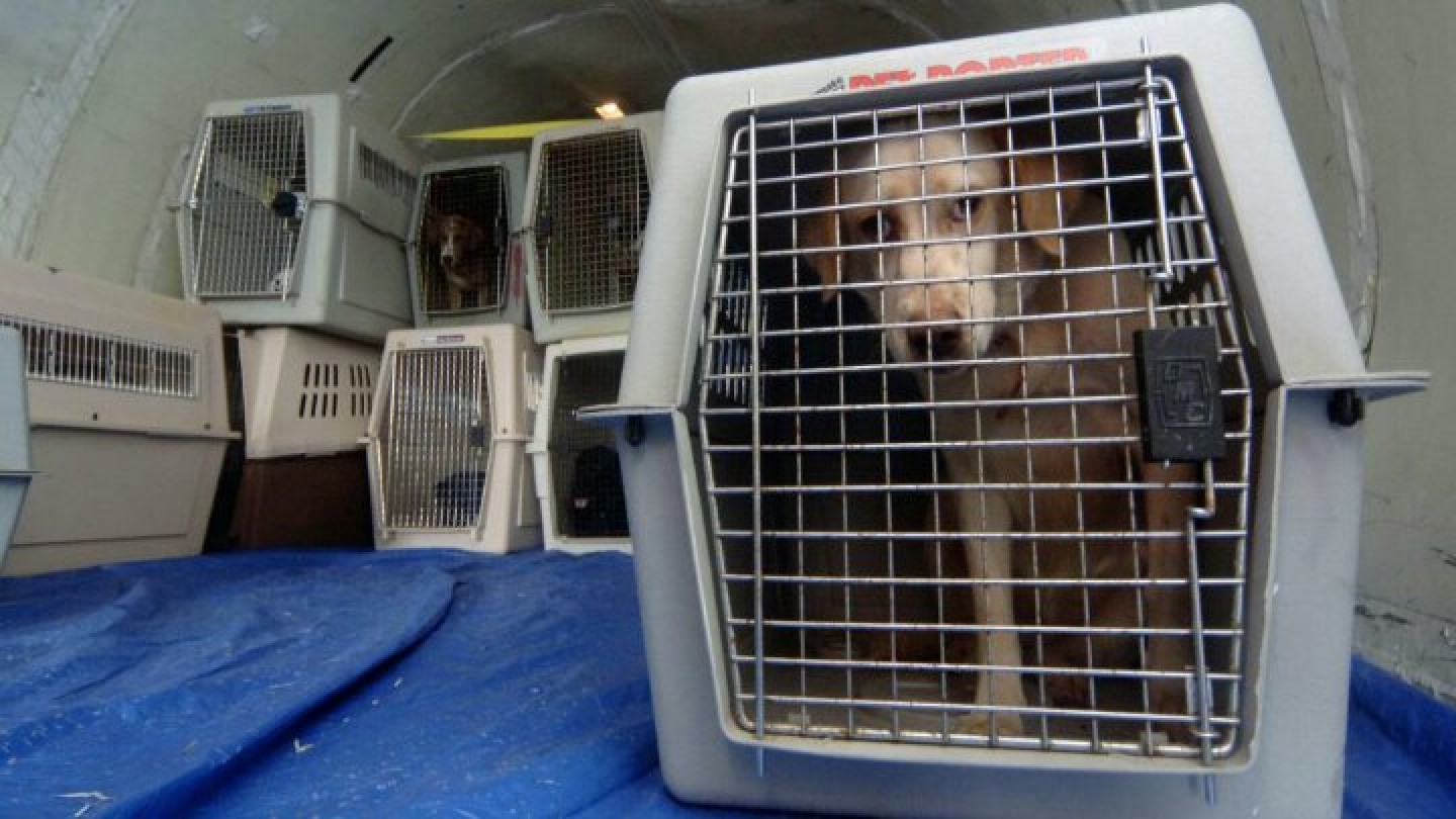 Animali in aereo (1)_fonte MIT.jpg