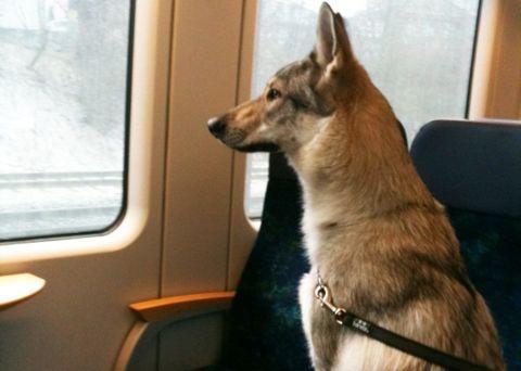 cane-in-viaggio-in-treno cane-in-viaggio-in-treno