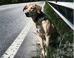 cane su strada