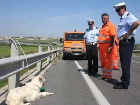 Cane abbandonato in strada Cane abbandonato in strada