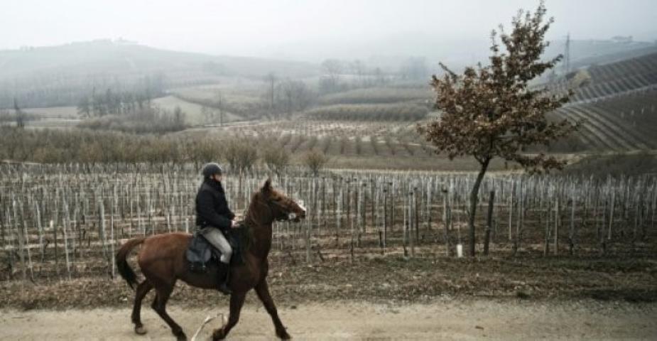 cavallo cavallo