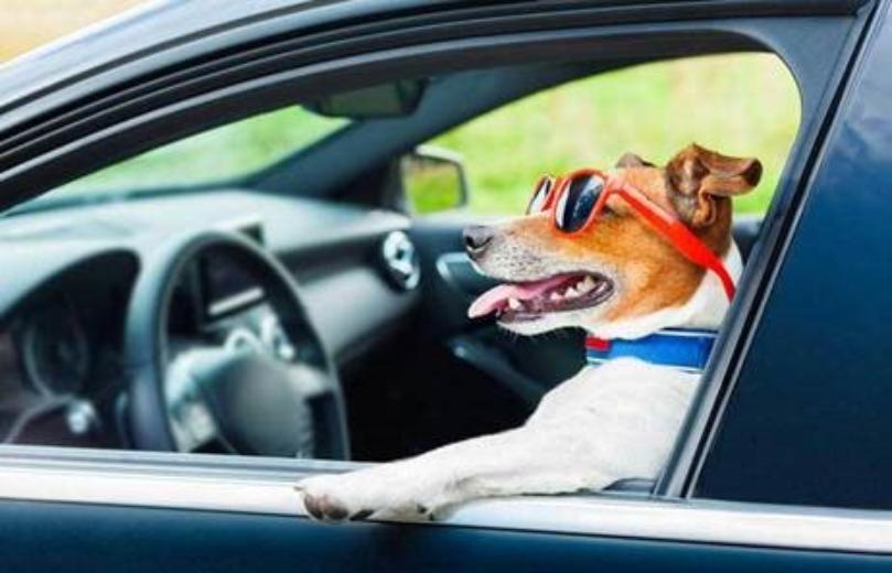 cane al volante cane al volante