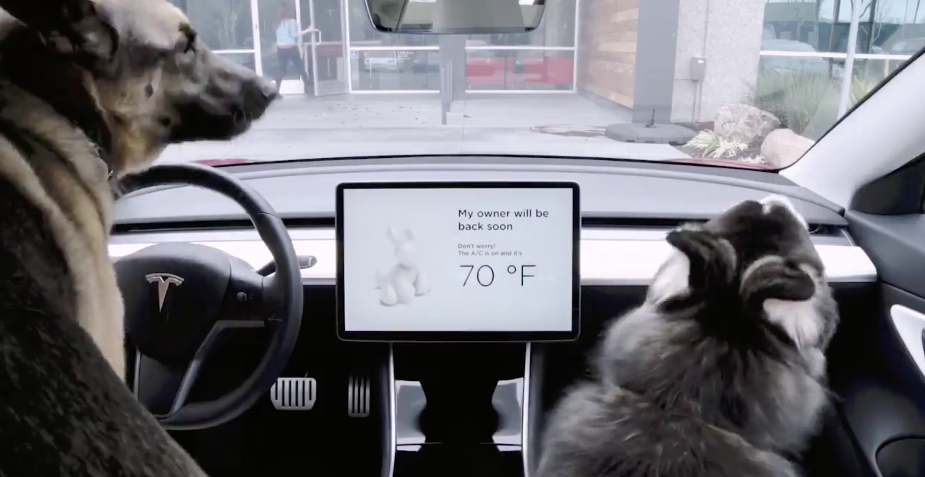 Tesla Dog Driver Tesla Dog Driver