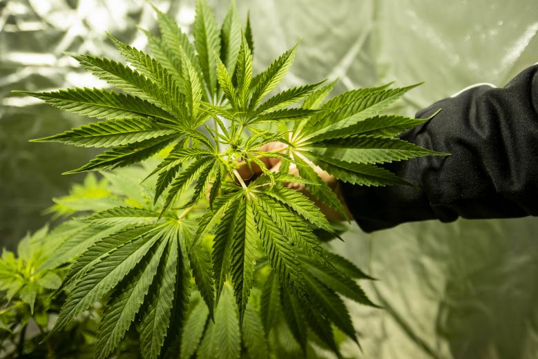Cannabis e guida: pericolosa fino a 10 ore dopo l’assunzione 