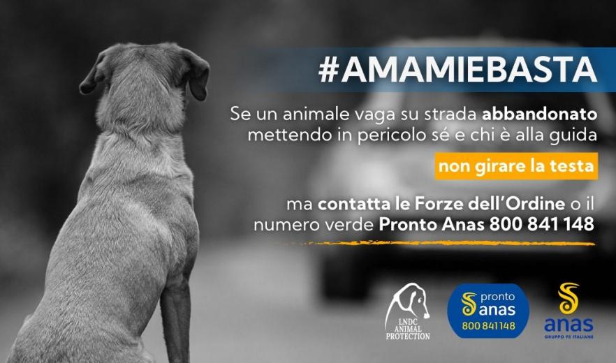 Cani e gatti, incidenti provocati dall'abbandono: al via la campagna estiva LNDC Animal Protection e Anas