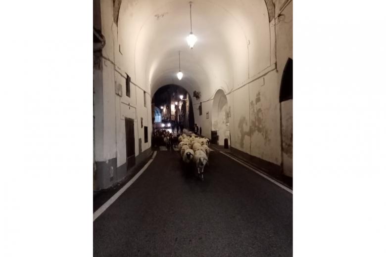 Sulla statale 163 la tradizionale transumanza delle greggi