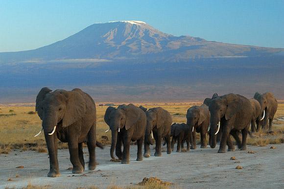 L'Africa è pronta alla nuova linea ferroviaria: nella fauna selvatica del Kenya circa 600 km di binari tra elefanti, leoni e giraffe