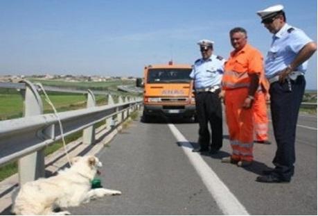 Via libera al ritiro della patente per chi abbandona gli animali