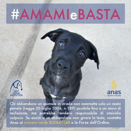 Locandina -Campagna #AMAMIeBASTA contro abbandono degli animali-