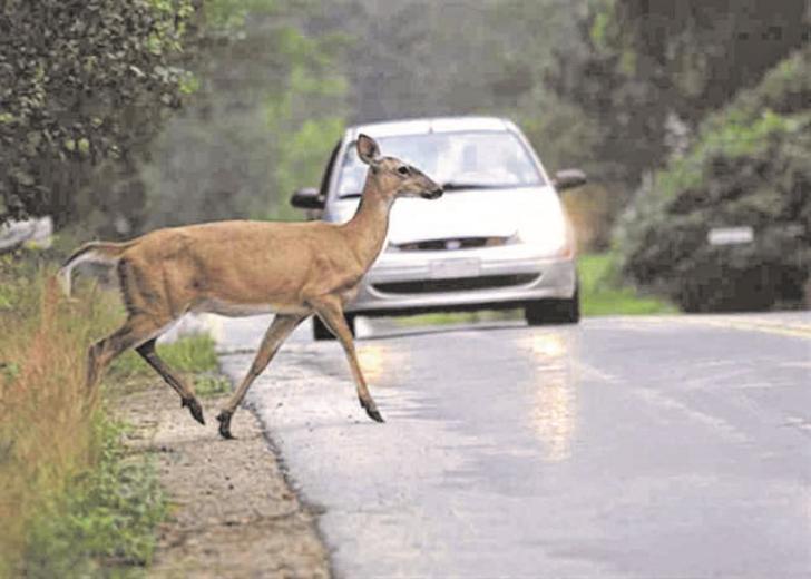 Qua la zampa, la strada amica degli animali