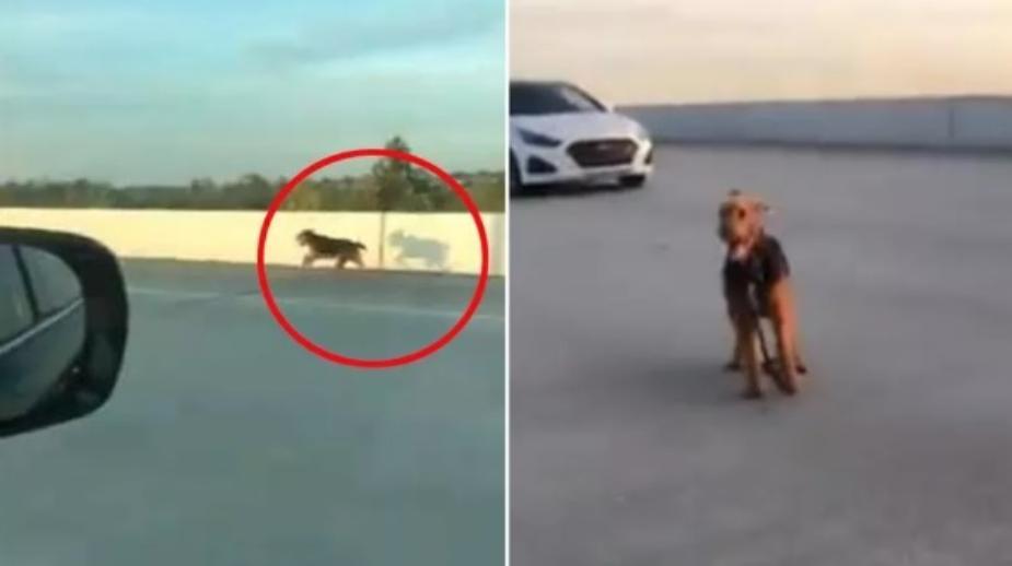 Cane in autostrada (foto da La Stampa)